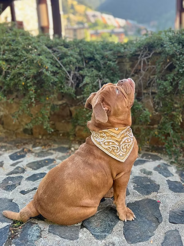 Bandana Sultorito