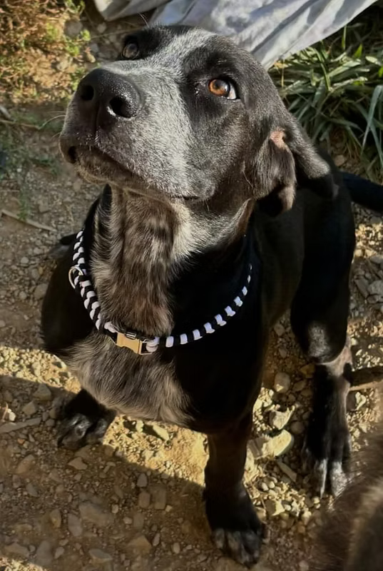 Collier Loky