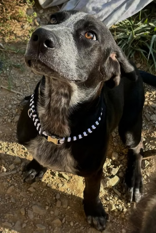 Collier Loky
