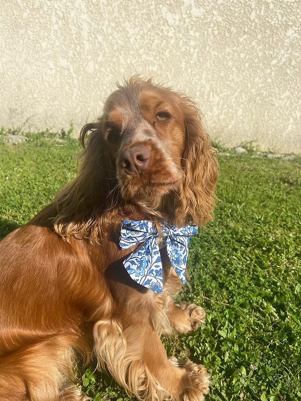 Noeud papillon imperméable