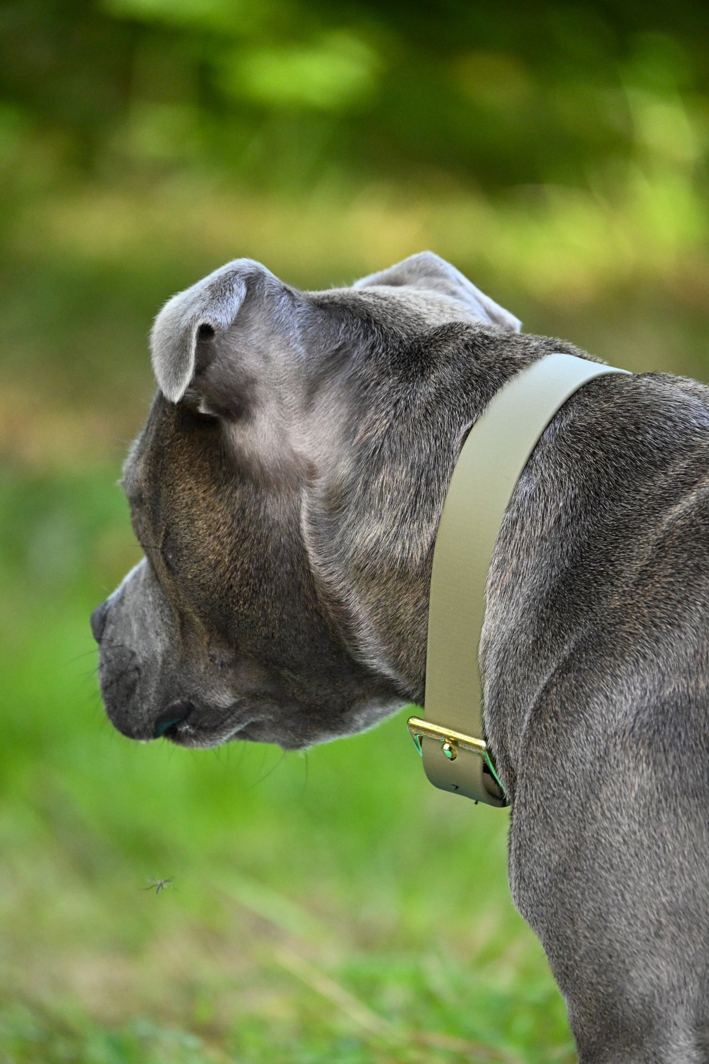 Collier en biothane - collection automne
