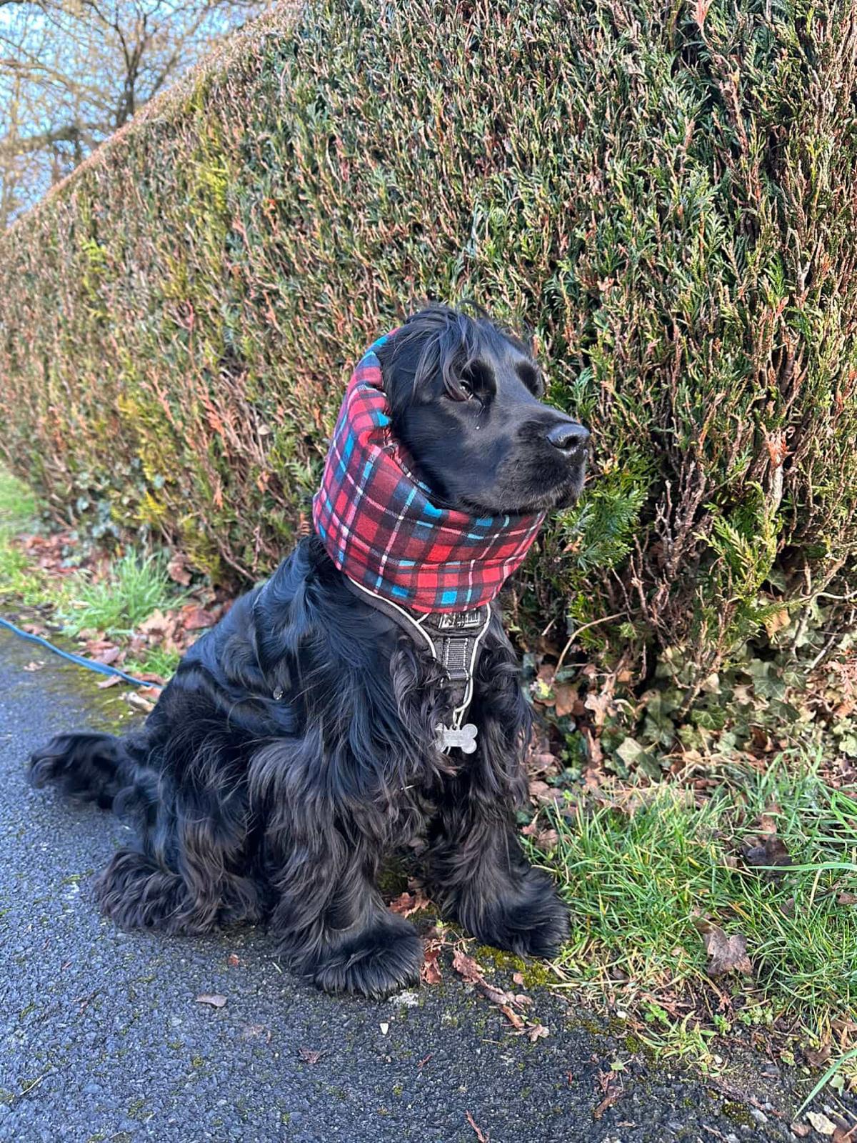 Snood Tartan & Pied de poule