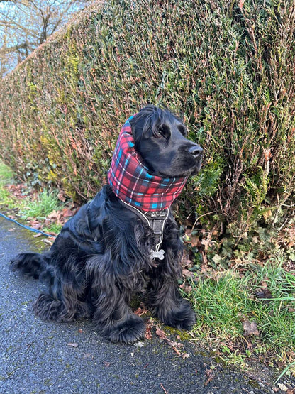 Snood Tartan & Pied de poule